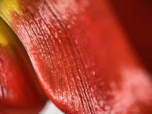 Item #101798116254510798330486236990451841615541533753866395116378150712504716623873 Media