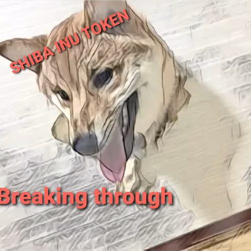 Shiba inu 