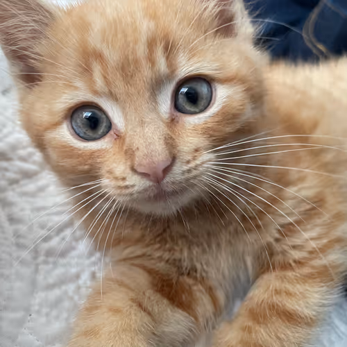 Pepitathekitten