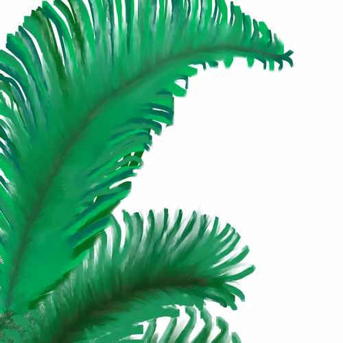 Looking up in the Tropics