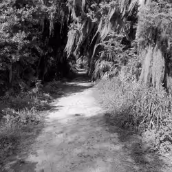 A Walking Trail at Circle B Bar Reserve in Lakeland, FL