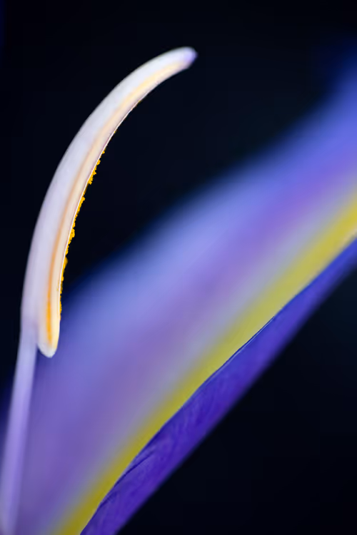 Item #24632583837492670092599633934589483131746797002802219579488358148133101764609 Media