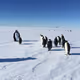 Penguin Guy