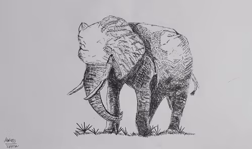 Marin Marireis Genesis Collection