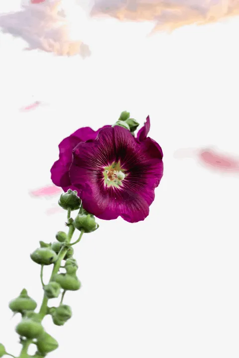 Item #31900271073354632832991890429912638653086322620126594410230774054606713389057 Media