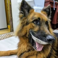 Mouth open Dog