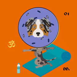 Avery the Donut Australian Shepherd