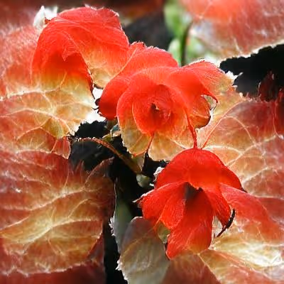 Item #81854785417101013377922817966890474647369388738921164810906919025423543173121 Media