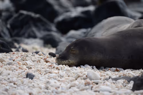 Item #82668664347853387025205030792162106913974488761724448252059371120286377181185 Media