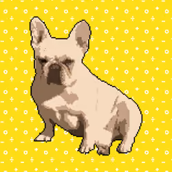 Annoyed Frenchie
