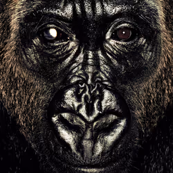 109162157552346088047496633038404394118504199992061596446112929754663757021185