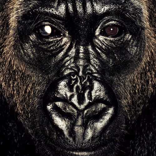 109162157552346088047496633038404394118504199992061596446112929754663757021185