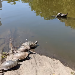 TURTLE LOVE