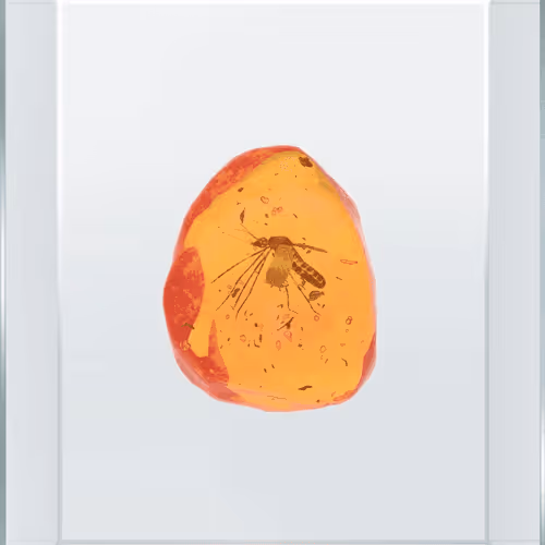 Dino DNA - Genesis Series