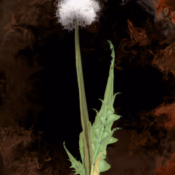 Flower 12