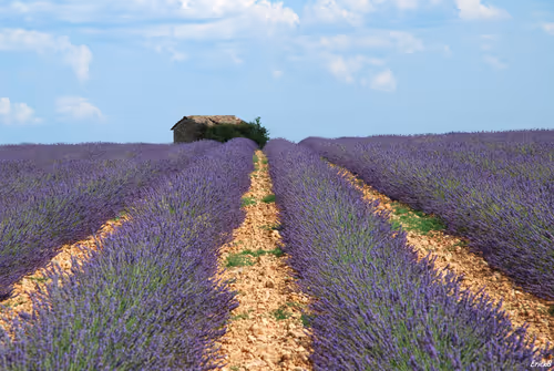 Item #56160022432504401067016456335604766806918299466486402665658942073651691782154 Media