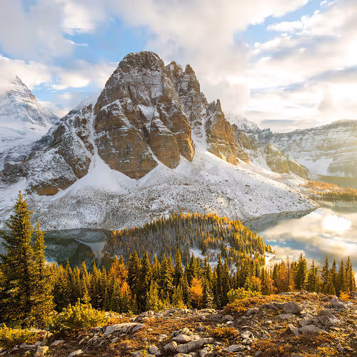 octopus85 Collection