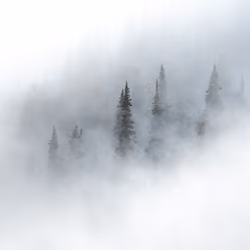 Through The Evergreens