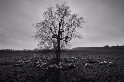 Item #81425468840217938130335513187731669853655760223415782332089084427247770664961 Media