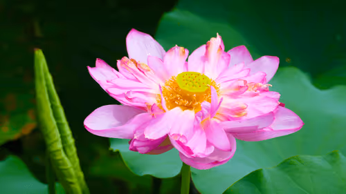 Photography - Viet Nam