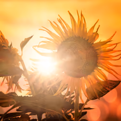 sun and sun flower photo