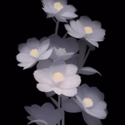 🖤🤍Flower🤍🖤 #22
