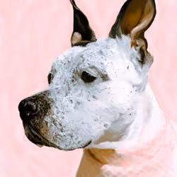 Stella