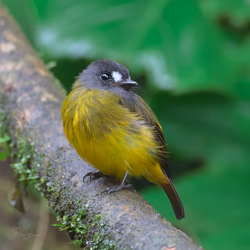 Item #76723362783280478533997952640177478162370392864243199552253501697514260135937 Media