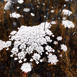 20976301758881134831989222665278936219784108903075361536191037497453509083137