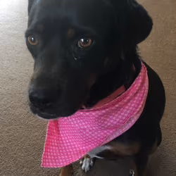Pink Bandana