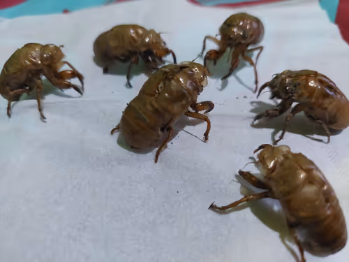 Item #55305261401616500827199210252536168715774457150818257447430049020169731178497 Media