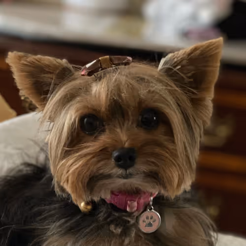 Juicy the Dog