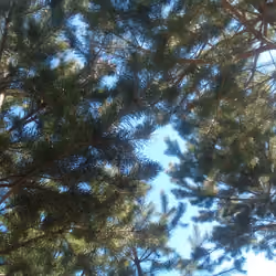 Sky and pine trees overhead