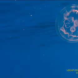 80965803268169370603932631570667161375508893671094224909166963879722319085569