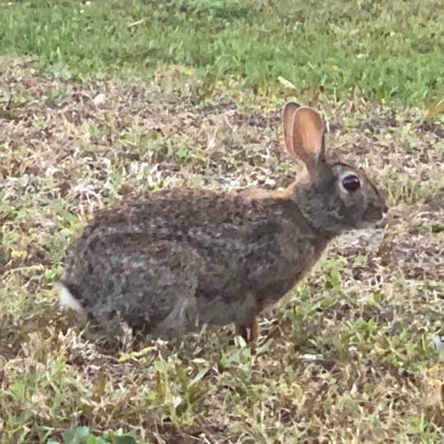 bunnyfoo