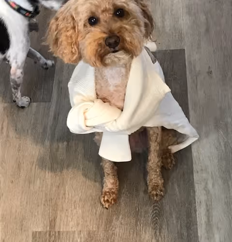My dog Charlie