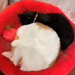 57432309319676179700798702069366385585354272226932054472084541761614986084353