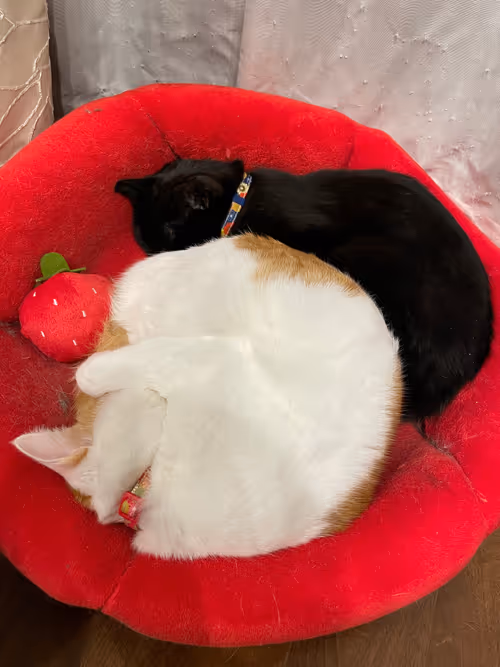 Item #57432309319676179700798702069366385585354272226932054472084541761614986084353 Media