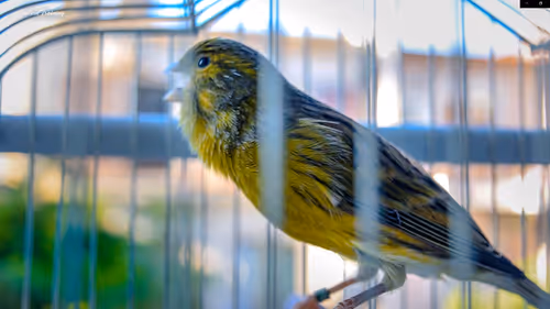 Item #29357035740362283304193054454536633820304787893462387818966021844893788274689 Media