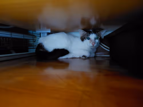 Item #99936926881834722245494880846447902772970396691943269501904837338494790533121 Media