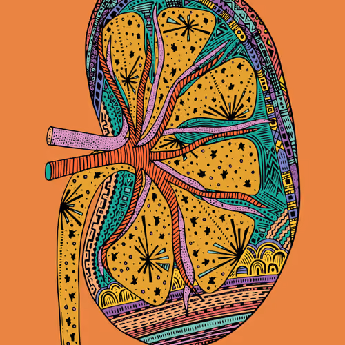 Kidney #35
