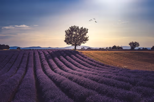 Item #75968517825798924164045795155541515562006117143554642232934363279406156218369 Media