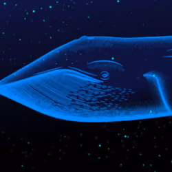 whale is here