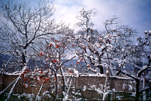 Item #71165997854143450093372358757960361854753460918996014251035868602571956420609 Media