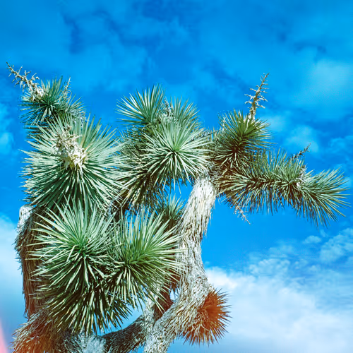 Joshuatree
