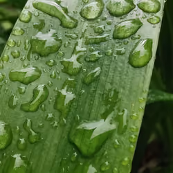 Raindrops 
