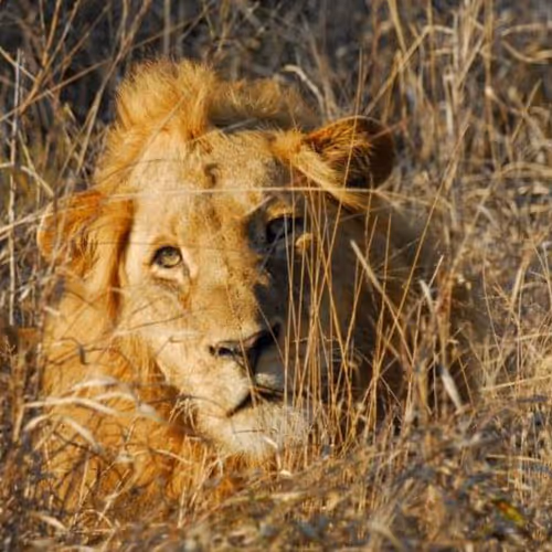 King of the Jungle