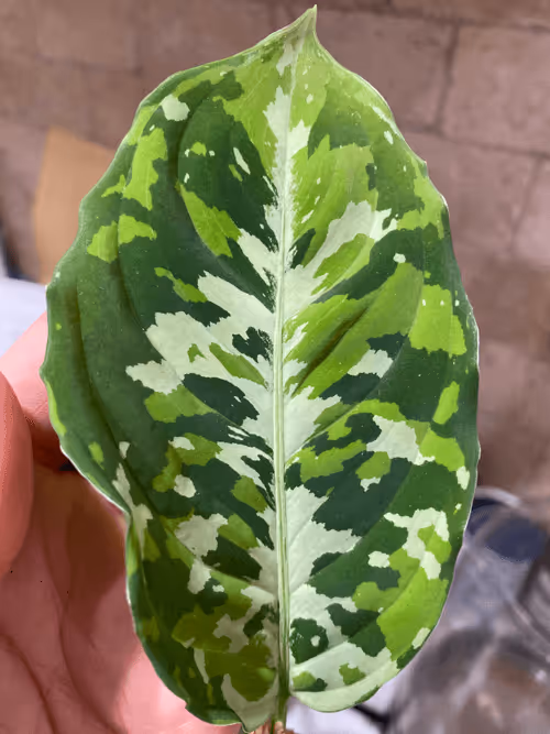 Item #1558415611179908157825303263242469701105958003249245582265085133313215037441 Media