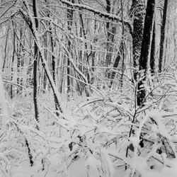 Winter Woods