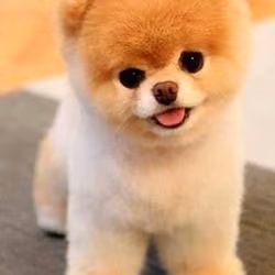 sweet baby dog(e) 🐕 #001